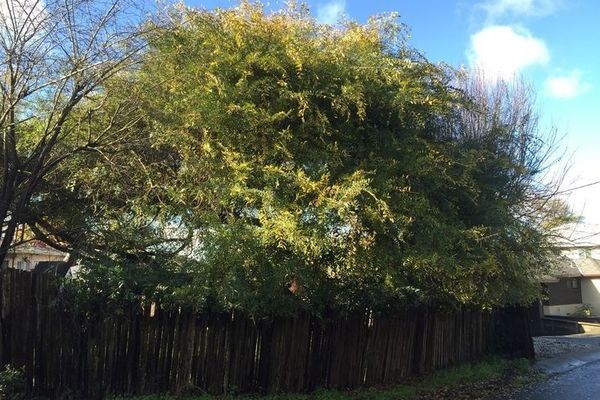 Saw-leaf zelkova
