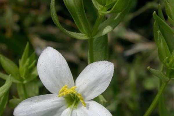 Charming centaury