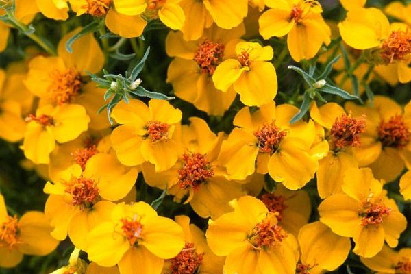 Rocky mountain zinnia