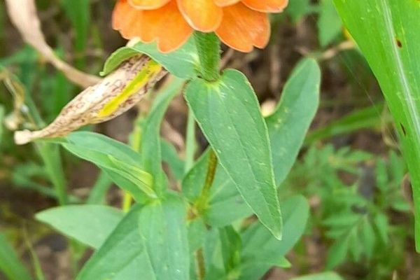 Peruvian zinnia