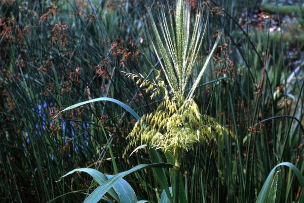 Annual wildrice
