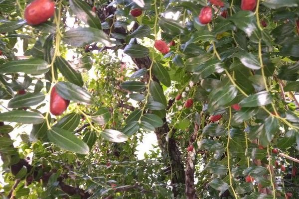 Chinese jujube