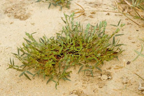 Zornia glochidiata