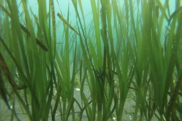 Eelgrass