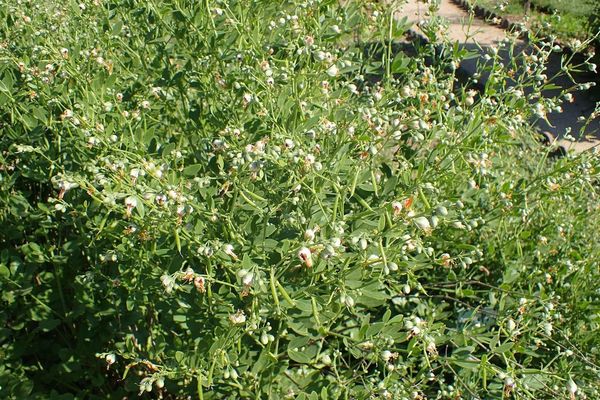 Syrian bean-caper